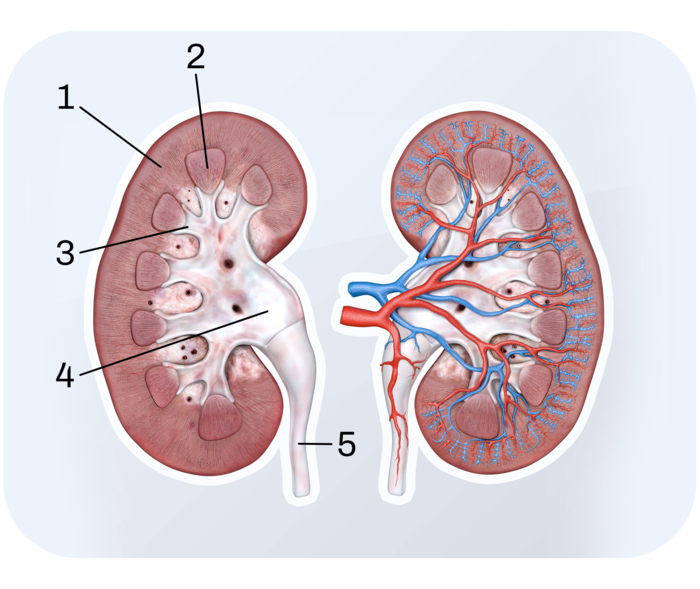Längsschnitt einer Niere