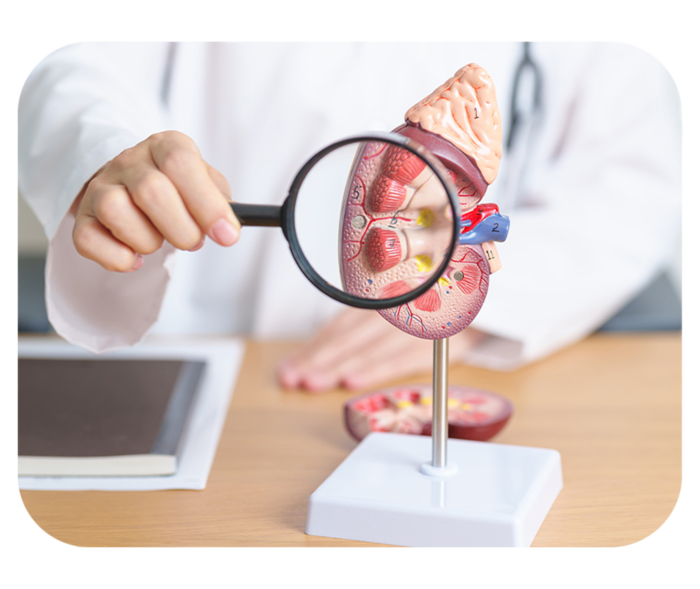 Hand hält eine Lupe vor ein Modell einer Niere.