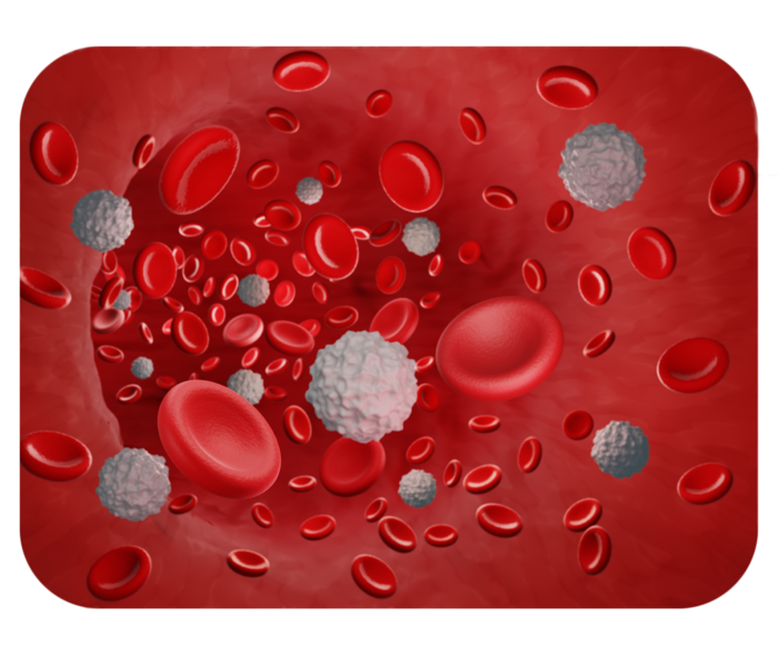Schematische Darstellung von weißen und roten Blutkörperchen in einem Blutgefäß.