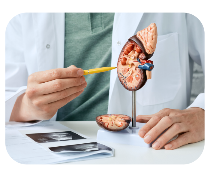 Ein Arzt zeigt mit einem Stift auf ein Modell einer Niere, daneben befinden sich Ultraschallbilder auf dem Tisch.