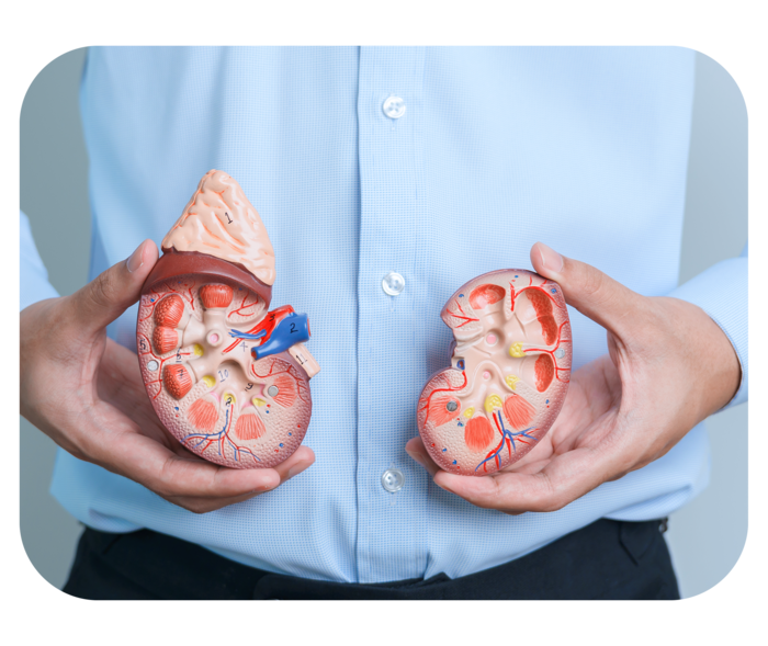 Ein Mann hält in jeder Hand ein Modell der Niere.