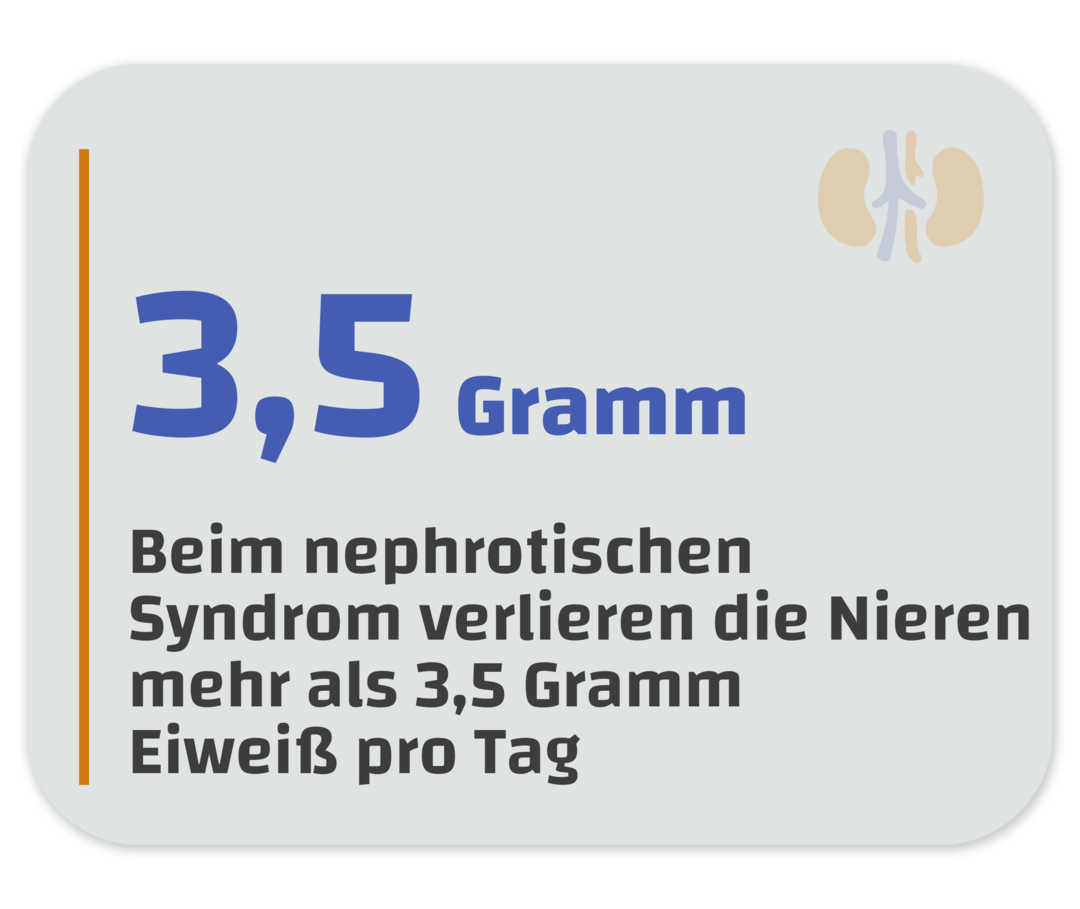 Seltene Nierenerkrankungen: Infografik zum nephrotischen Syndrom Infografik mit dem Text „Beim nephrotischen Syndrom verlieren die Niesen mehr als 3,5 Gramm Eiweiß pro Tag".