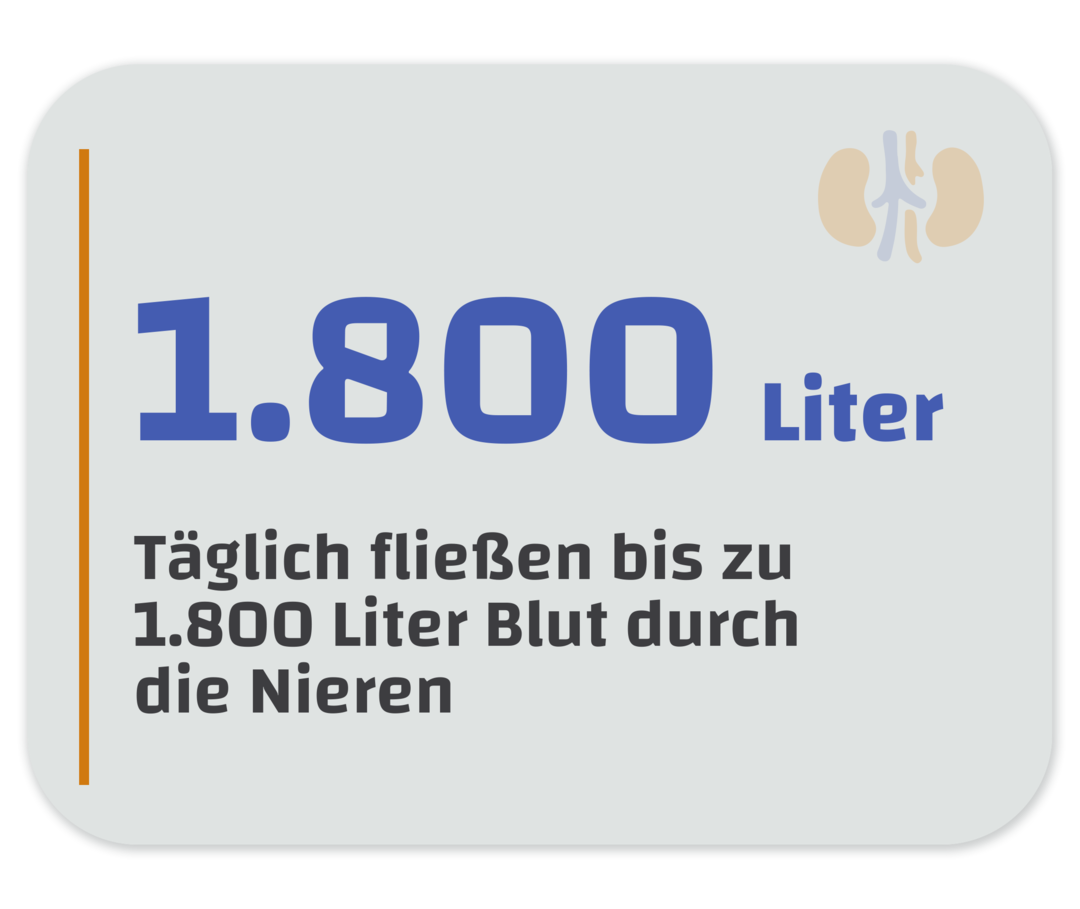 Seltene Nierenerkrankungen: Grafik zur Nierenleistung Infografik mit dem Schriftzug: „Täglich fließen bis zu 1.800 Liter durch die Nieren".