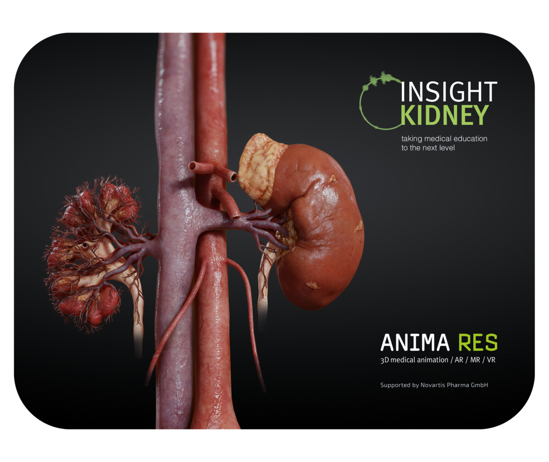 Anatomische Darstellung der Nieren und der angrenzenden großen Bauchgefäße.