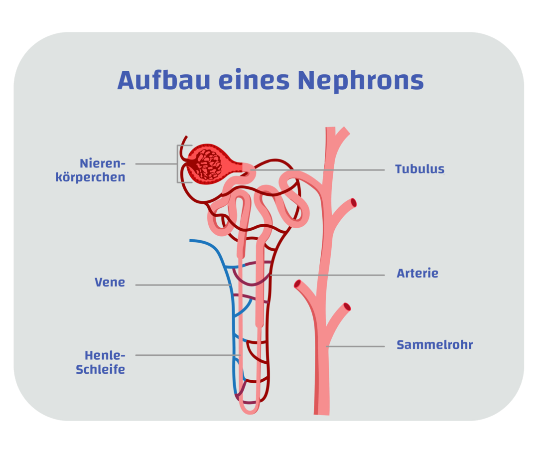 Schaubild eines Nephrons mit Darstellung der einzelnen Strukturen, nummeriert von eins bis fünf.