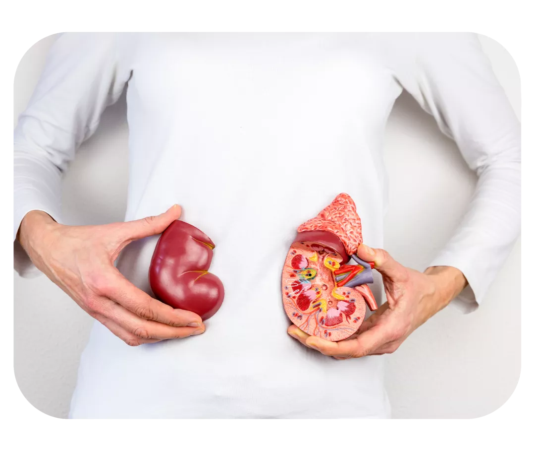 Oberkörper einer Person, die Modelle der Nieren vor sich in den Händen hält.