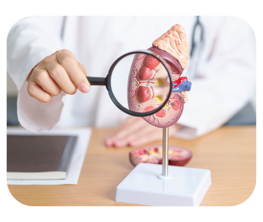 Hand hält eine Lupe vor ein Modell einer Niere.