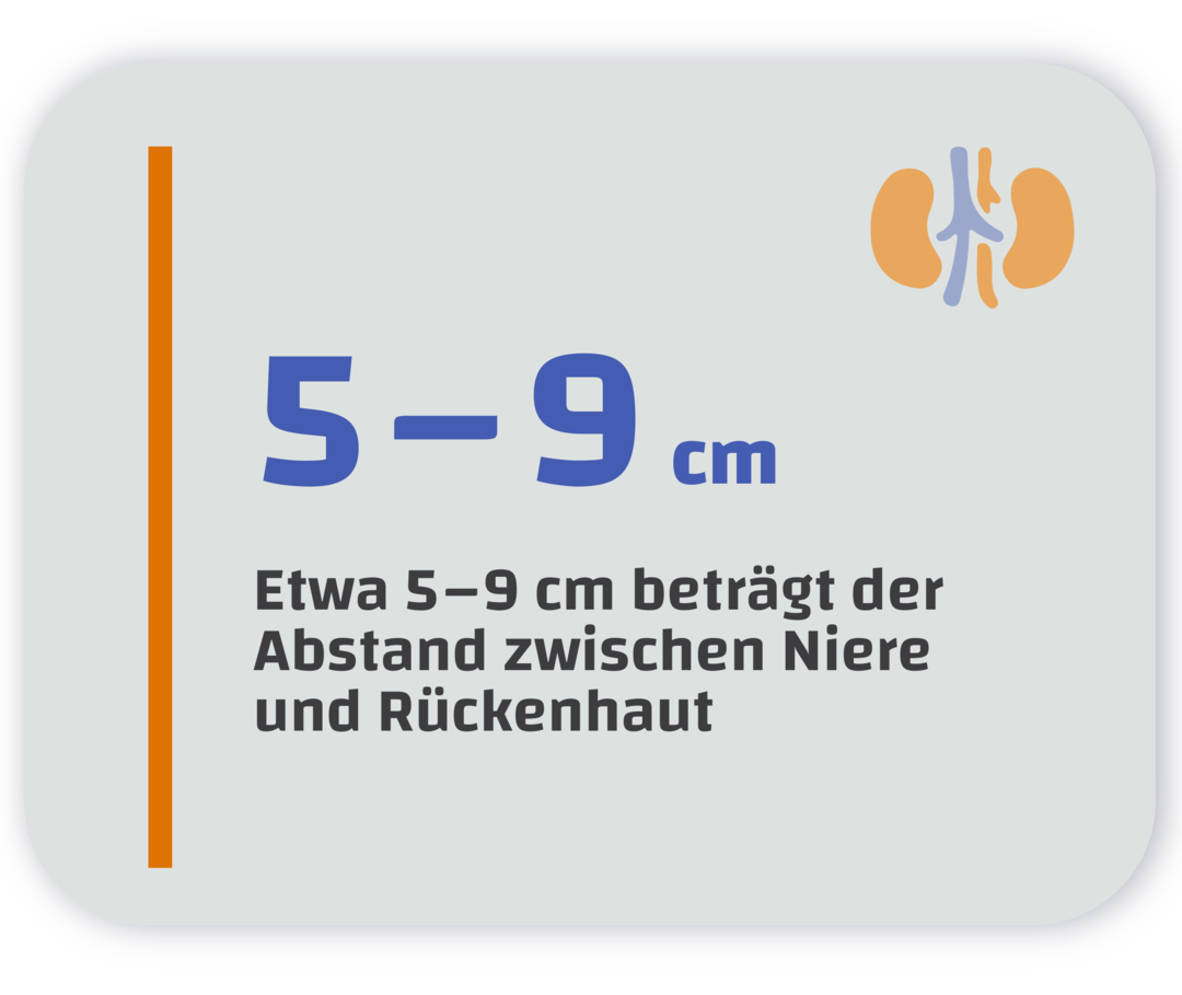 Infografik mit dem Schriftzug: Etwa 5–9 cm beträgt der Abstand zwischen Niere und Rückenhaut.
