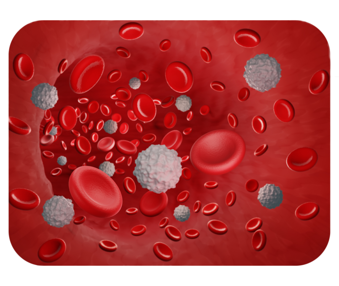 Schematische Darstellung von weißen und roten Blutkörperchen in einem Blutgefäß.