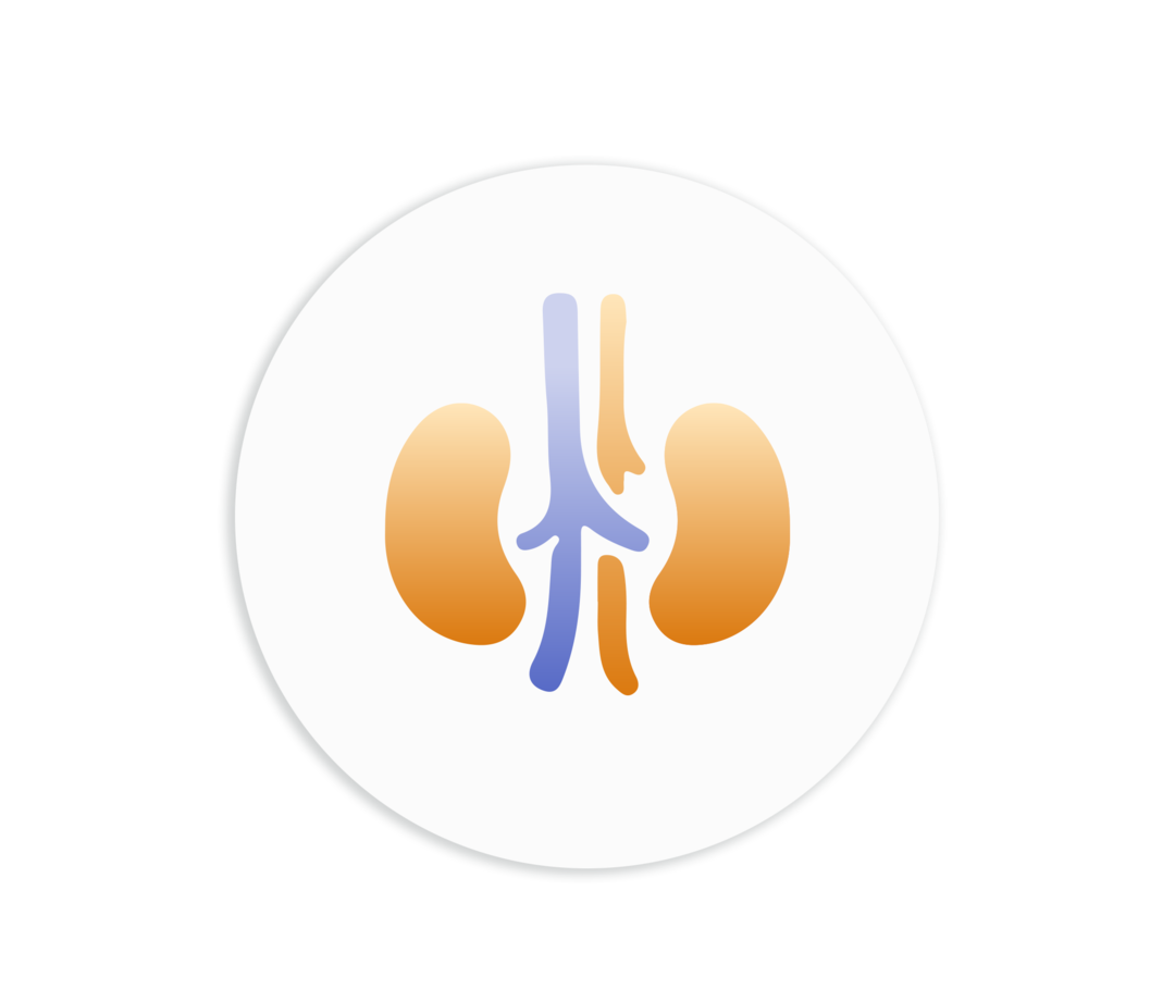 Schematische Darstellung der Nieren.