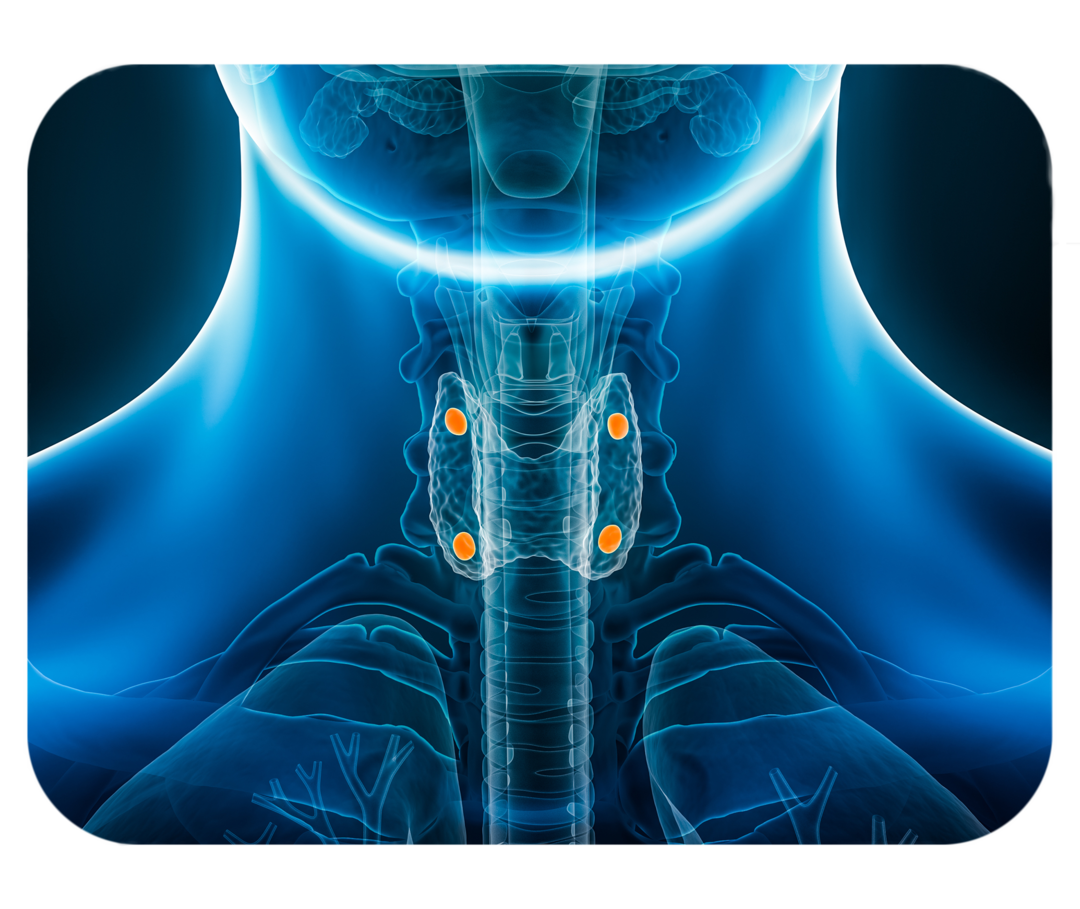 chematische Darstellung der Nebenschilddrüse und Schilddrüse am Hals.
