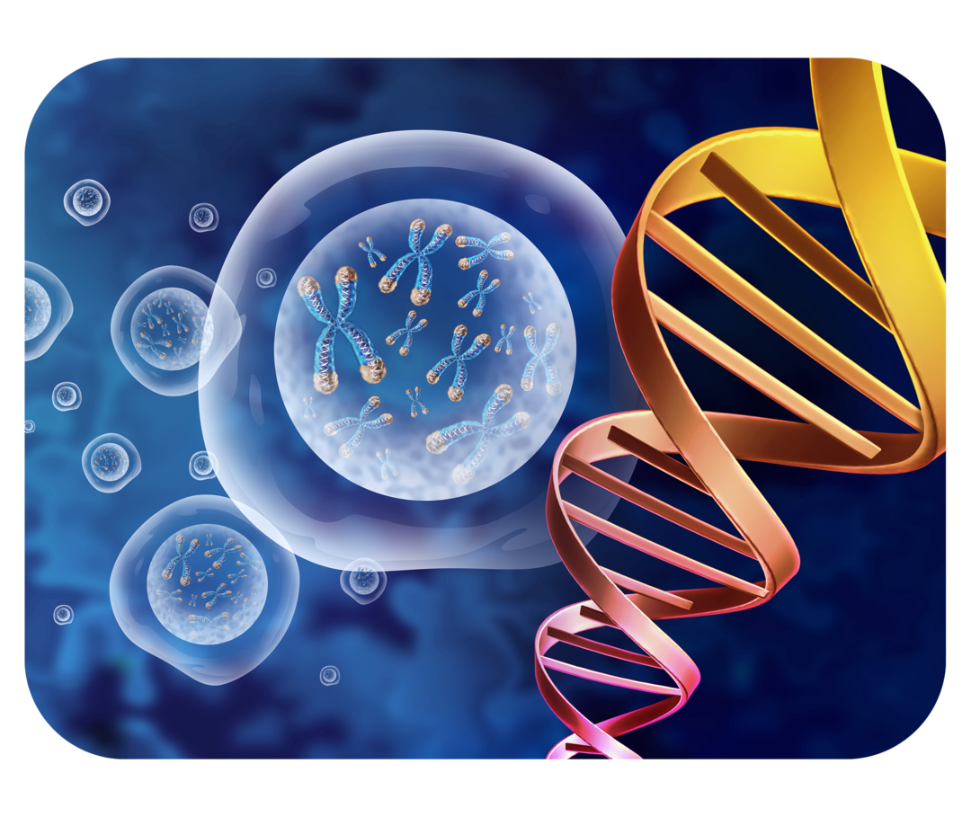 Grafik eines DNA-Strangs und einer Zelle, in der Chromosomen zu erkennen sind. 