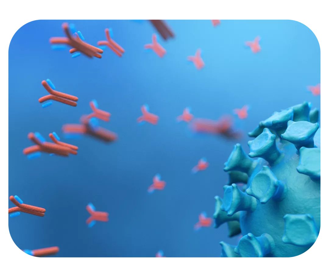 Darstellung mehrere Antikörper auf der linken Bildseite, rechts ein Virus.  