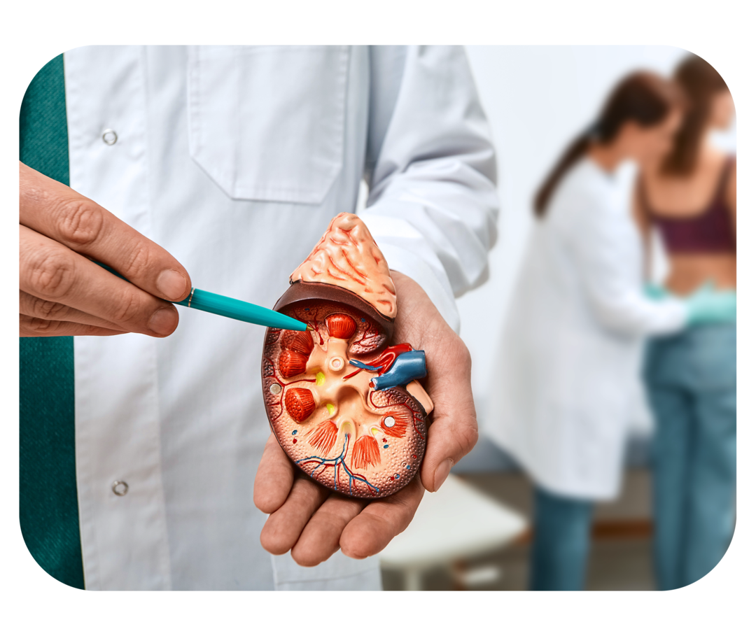 Ein Arzt zeigt mit einem Stift auf ein Modell einer Niere, im Hintergrund untersucht eine Ärztin den Lendenbereich einer Frau.