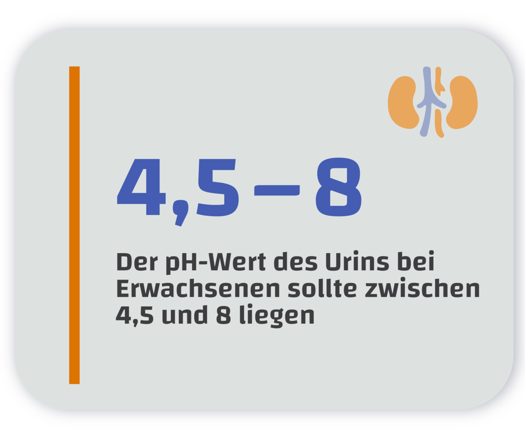 Idealer pH-Wert des Urins Infografik mit dem Schriftzug: Der pH-Wert des Urins bei Erwachsenen sollte zwischen 4,5 und 8 liegen.