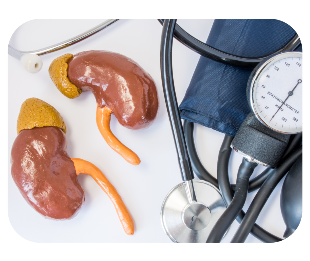 Modelle einer Niere liegen neben einem Stethoskop und einer Blutdruckmanschette. 