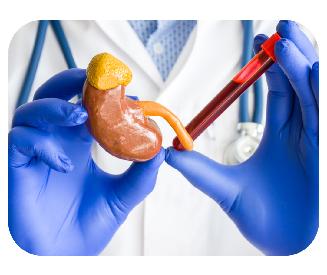 Modelle einer Niere liegen neben einem Stethoskop und einer Blutdruckmanschette