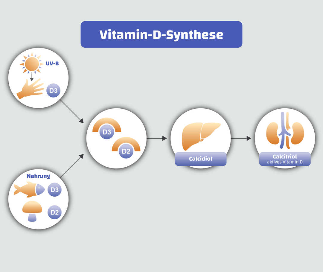 Infografik, die die Entstehung der aktiven Form von Vitamin D im Körper beschreibt.