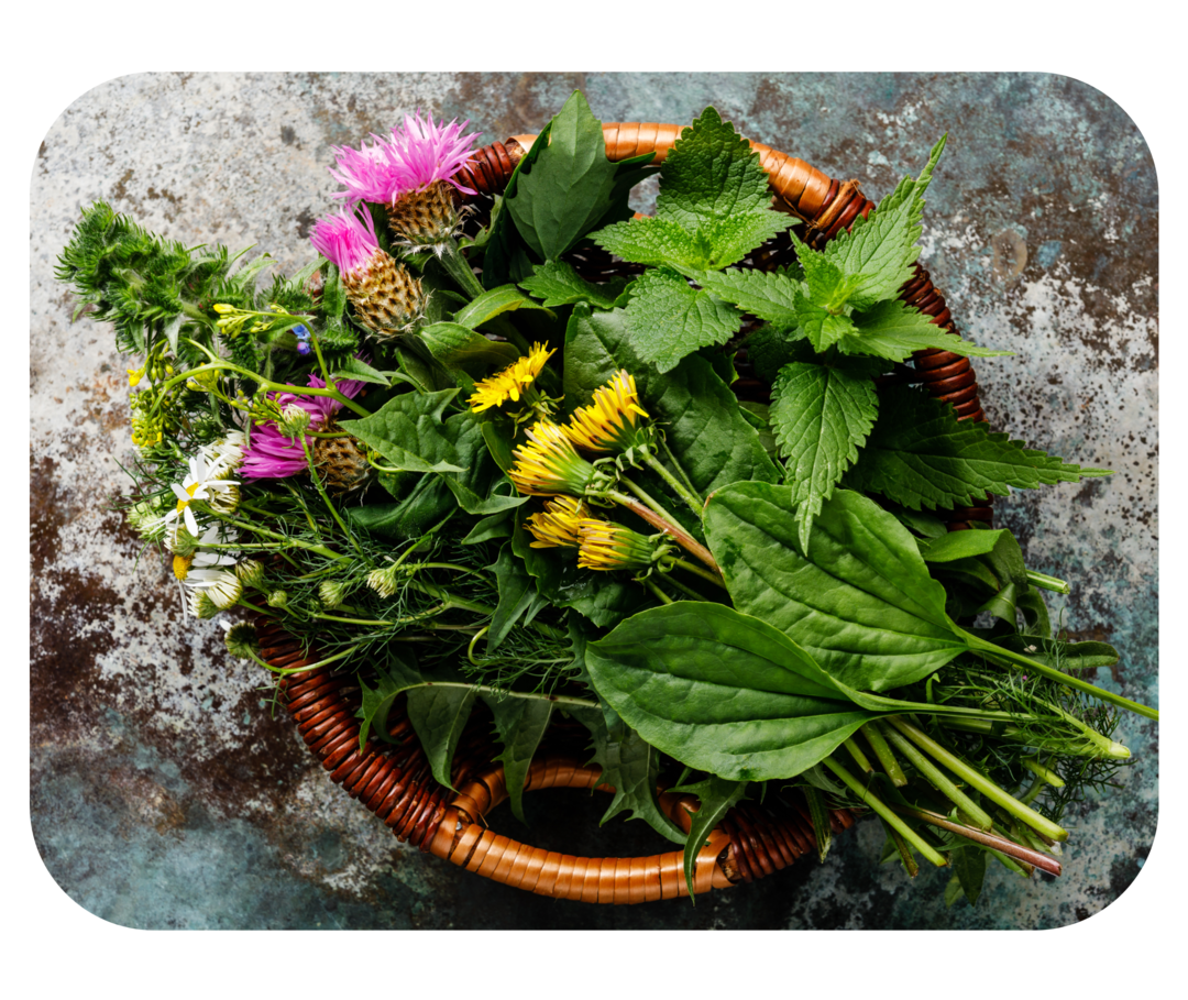 Eine Schale mit verschiedenen Pflanzen und Blumen