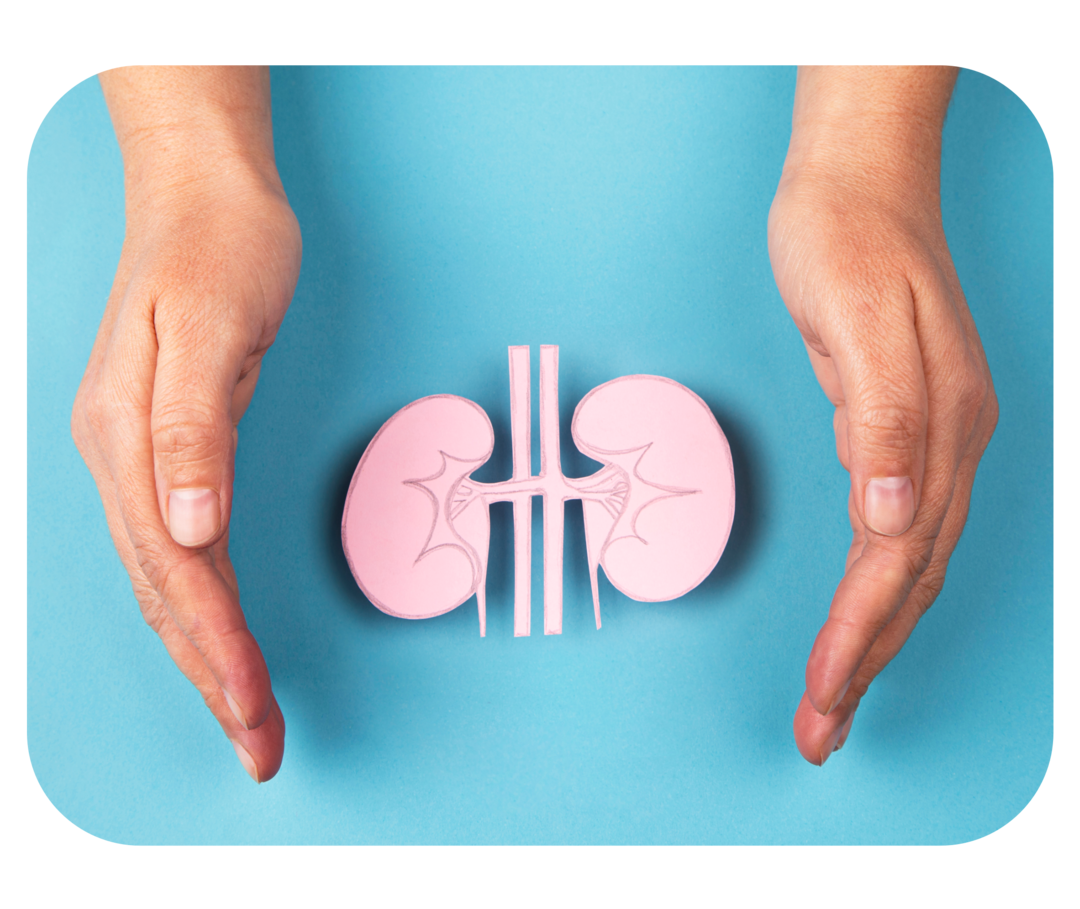 Schematische Darstellung der Nieren auf türkisem Grund, um die sich zwei Hände wölben.