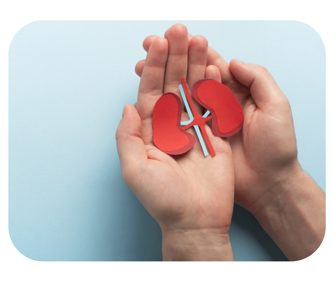 Hände halten schematische Darstellung der Nieren.